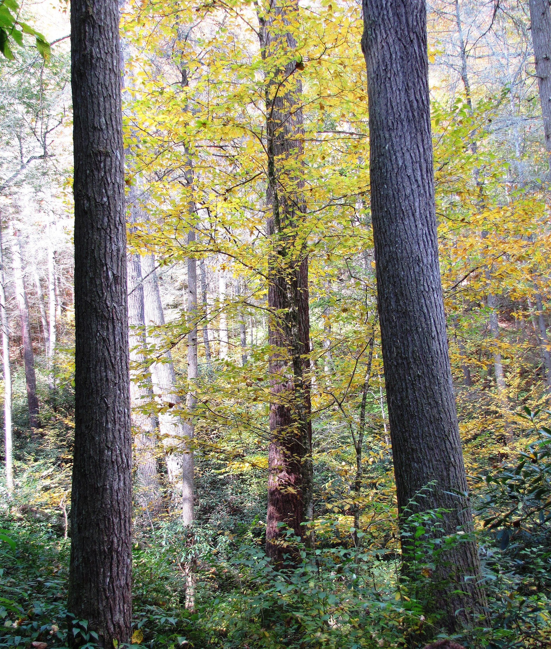 Tall old-growth trunks with fall understory